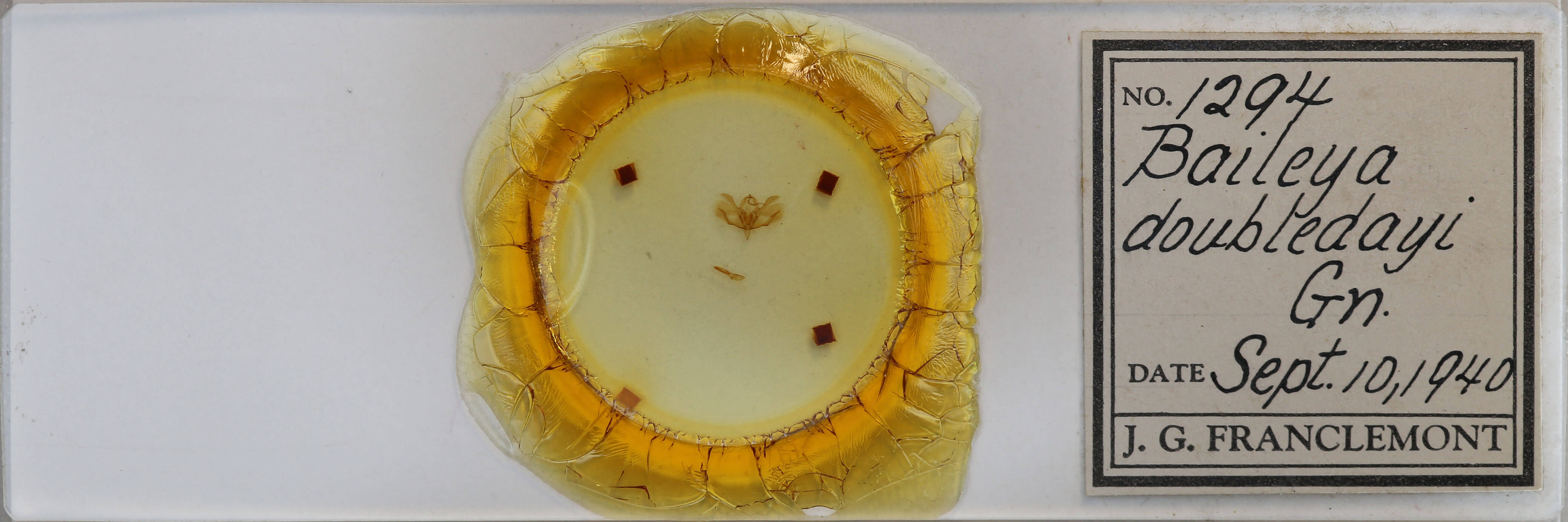 slide view of adult Baileya doubledayi