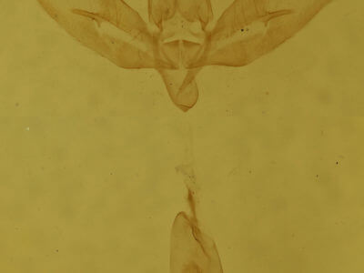 genitalia view of adult Baniana