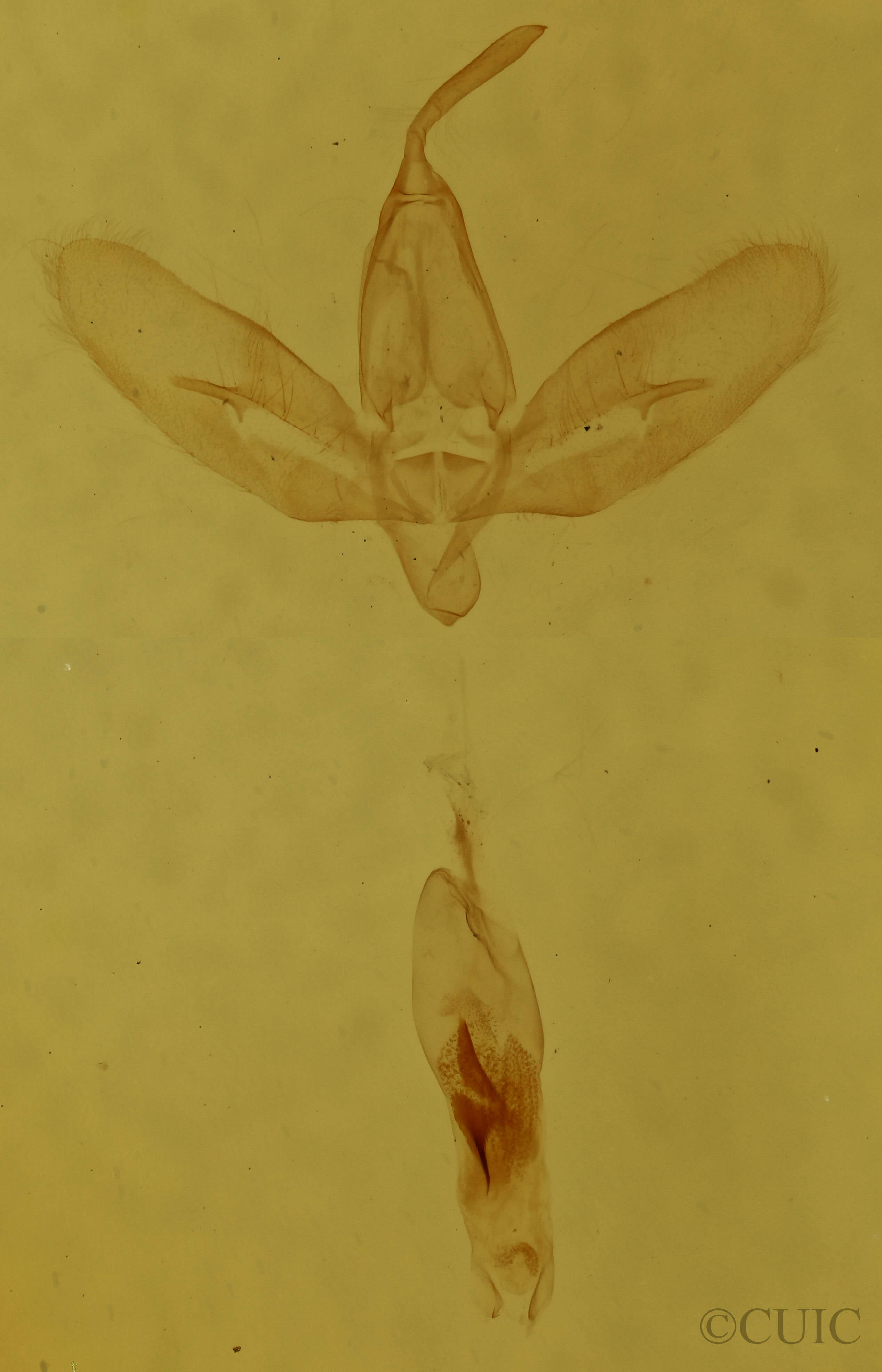 genitalia view of adult Baniana