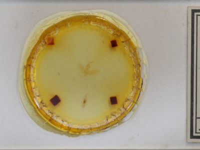 slide view of adult Baniana