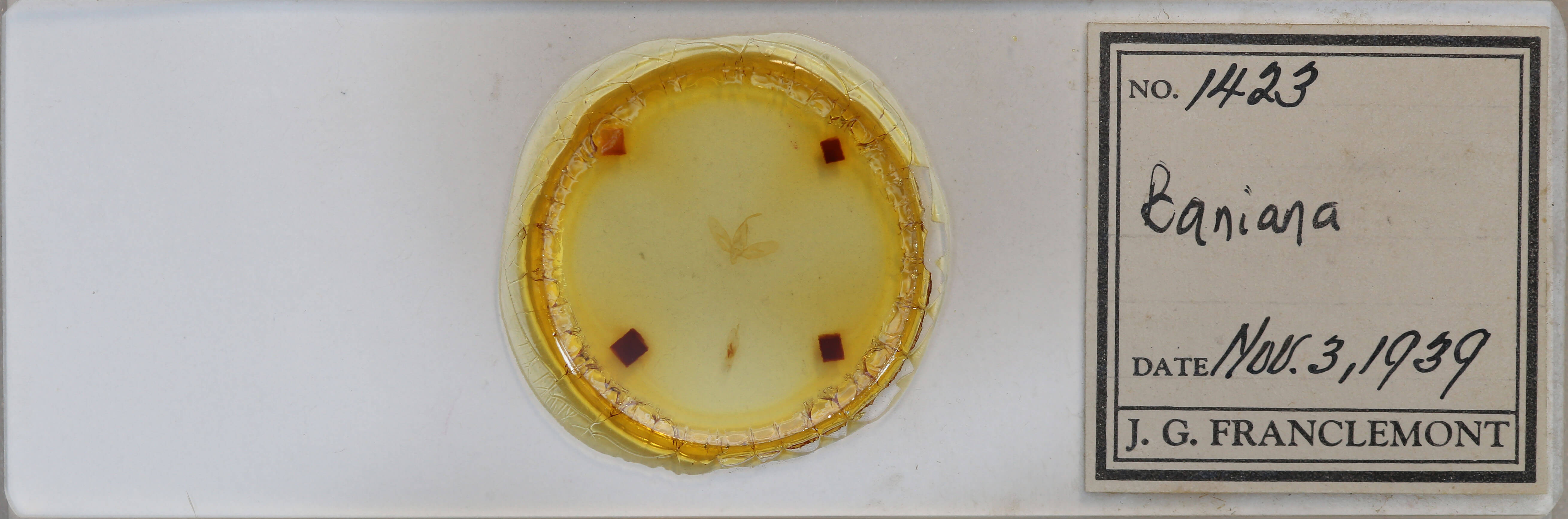 slide view of adult Baniana