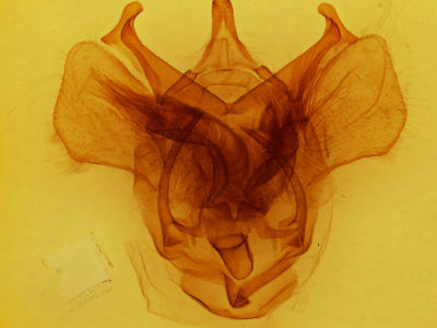 genitalia view of adult Bedosia itamaraty