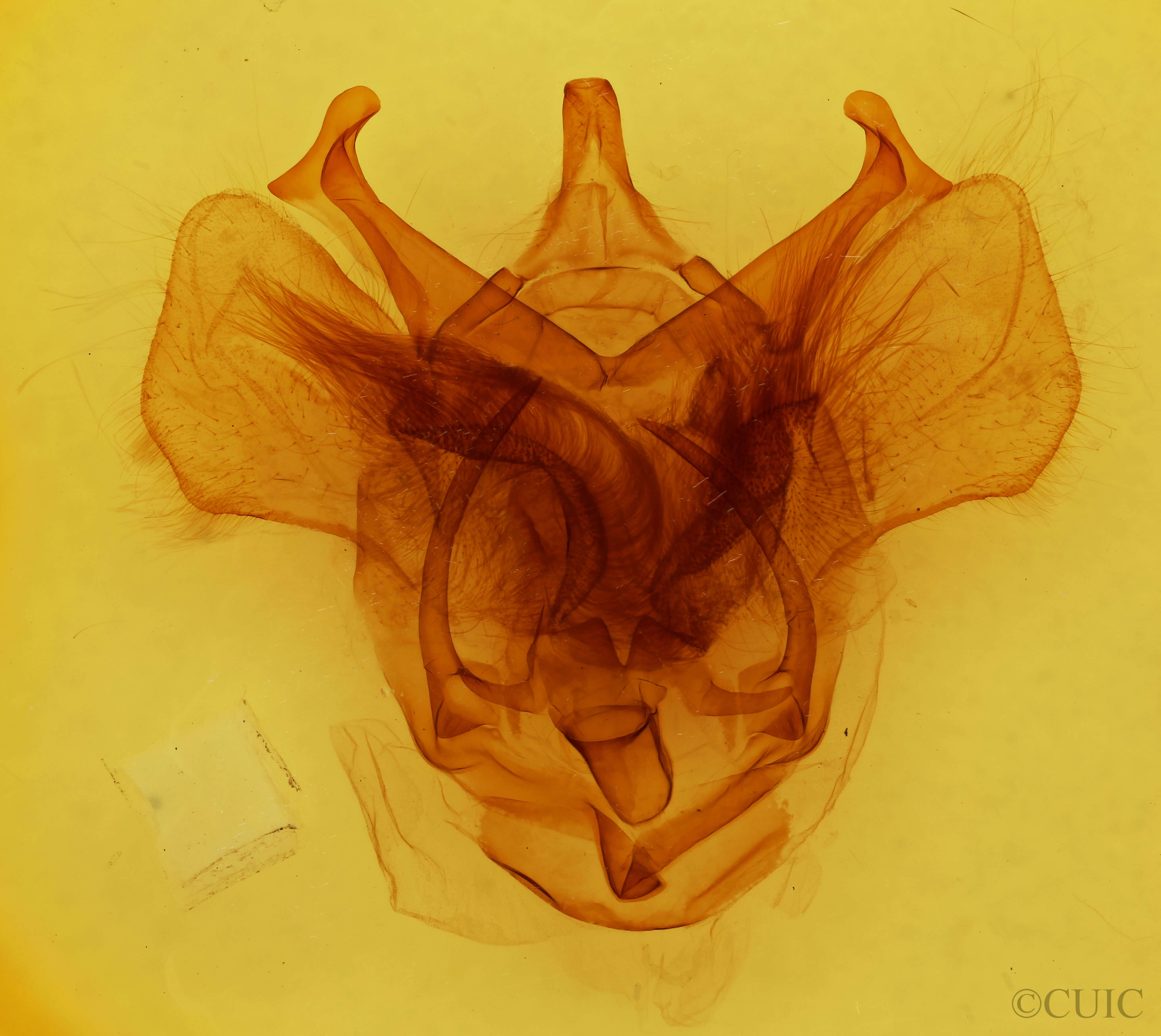 genitalia view of adult Bedosia itamaraty