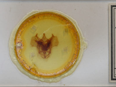 slide view of adult Bedosia itamaraty