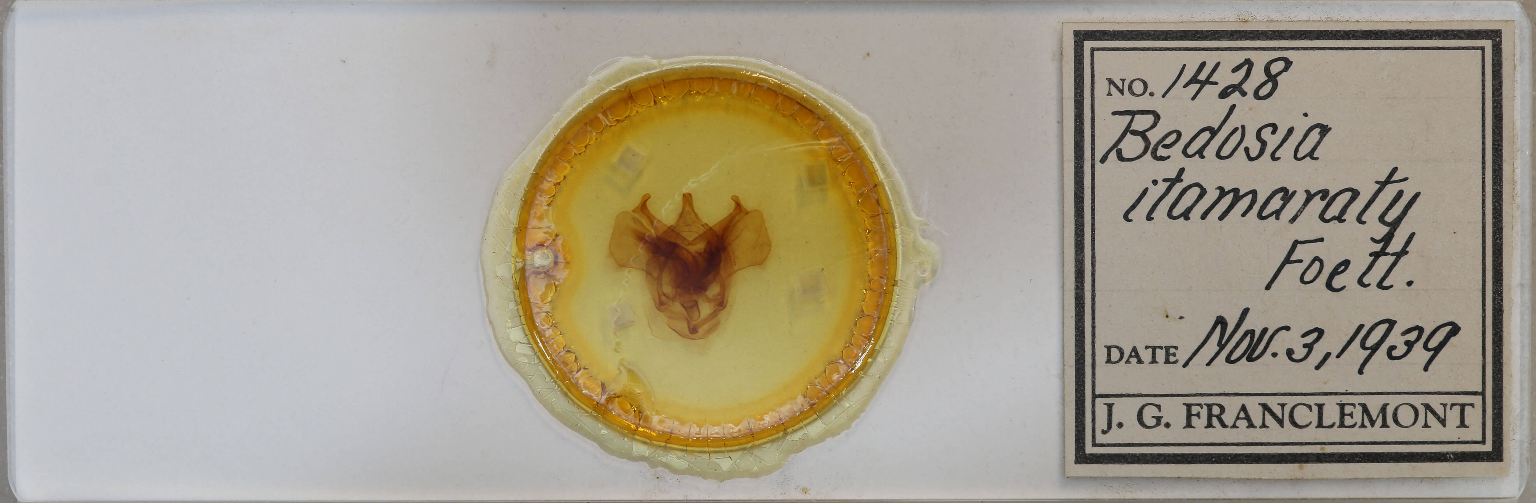 slide view of adult Bedosia itamaraty