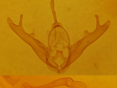 genitalia view of adult Lesmone detrahens