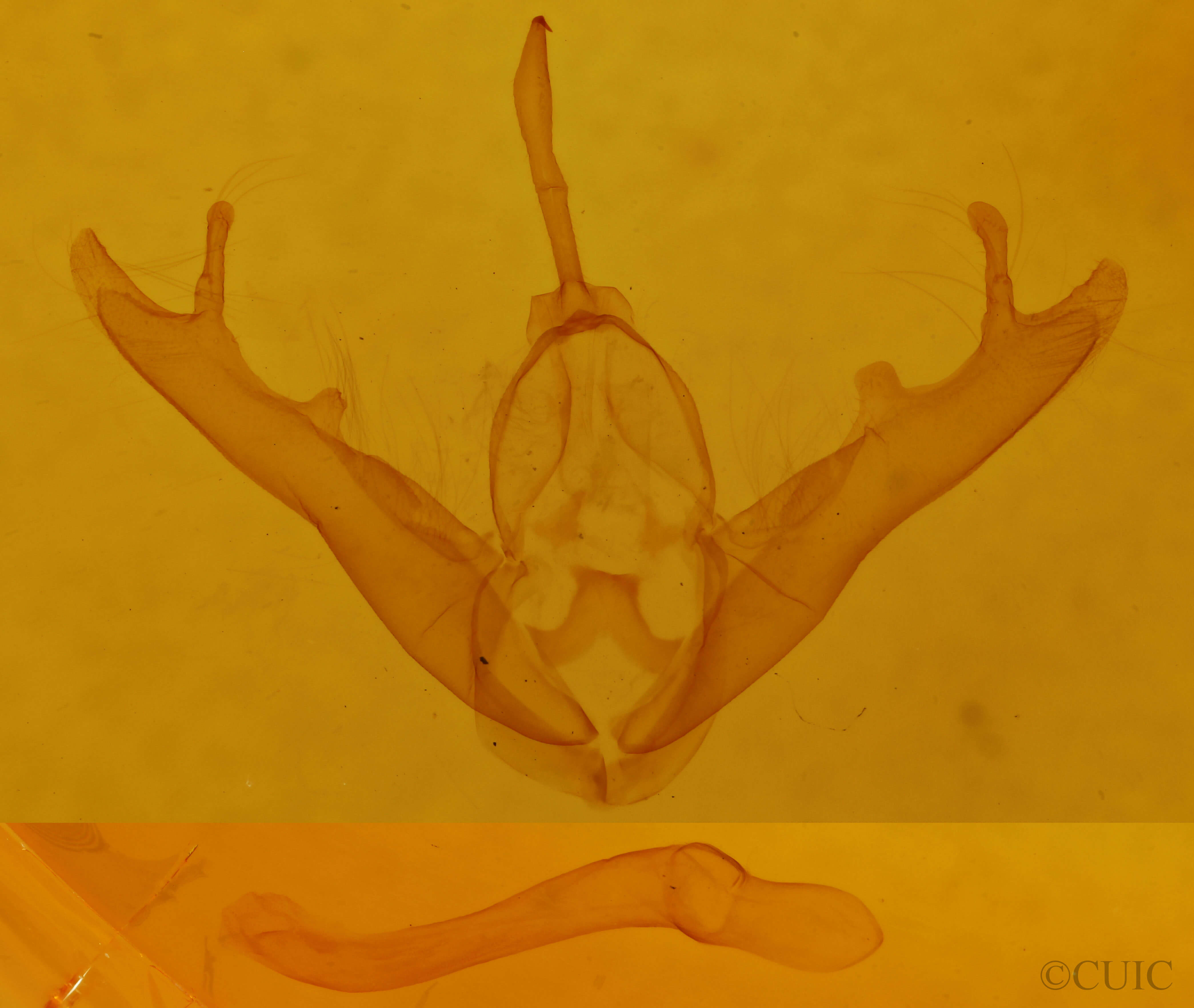 genitalia view of adult Lesmone detrahens