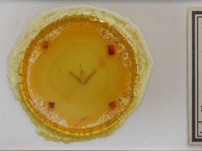 slide view of adult Lesmone detrahens