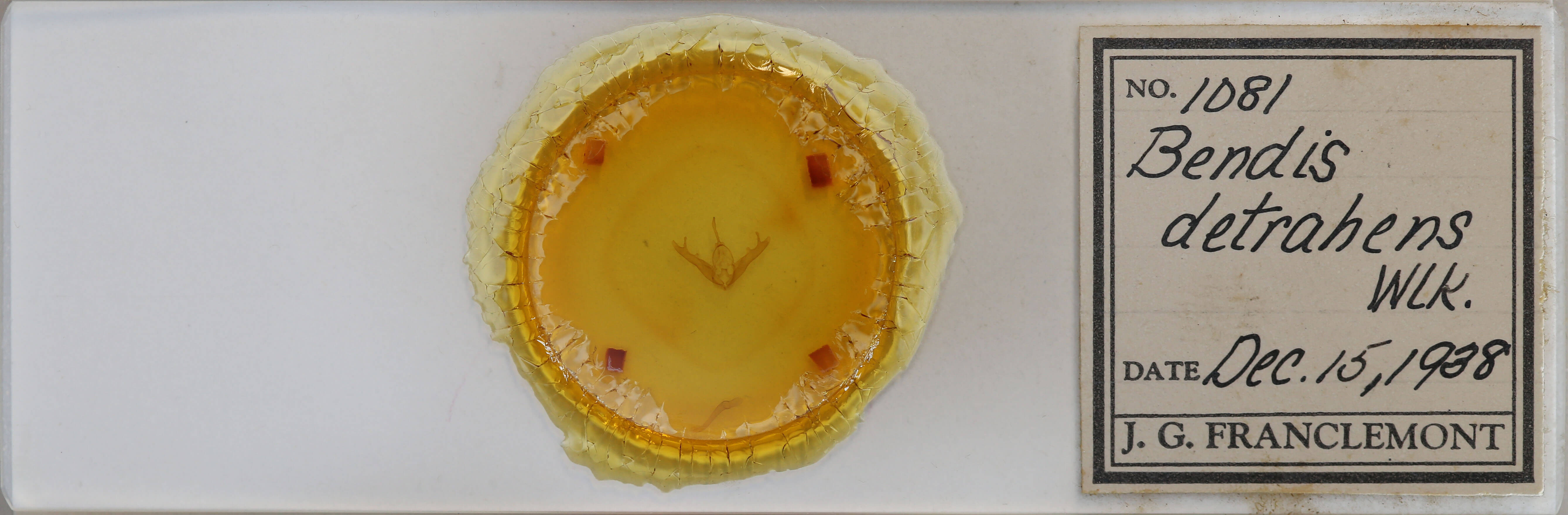 slide view of adult Lesmone detrahens