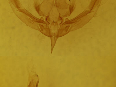 genitalia view of adult Bryolymnia