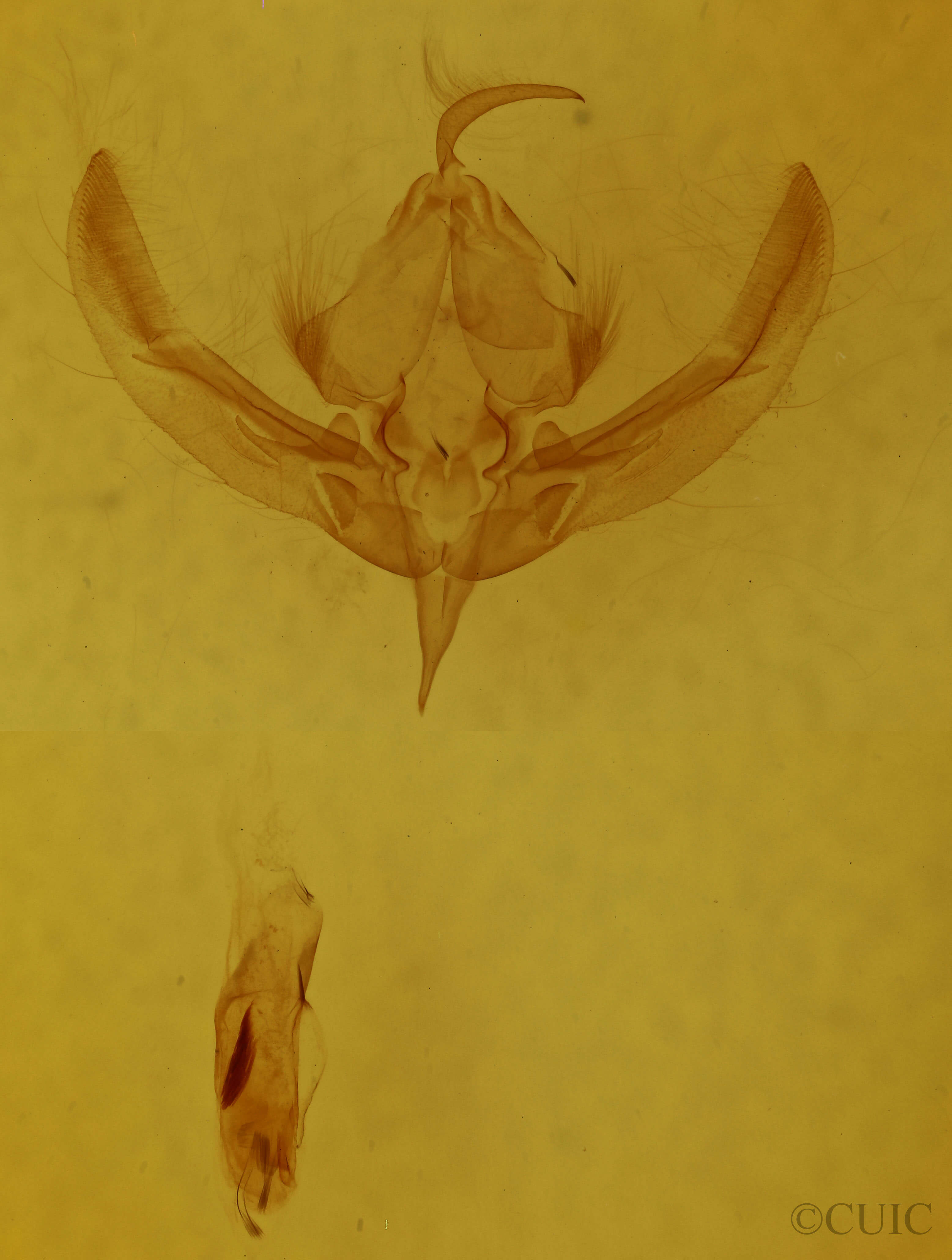 genitalia view of adult Bryolymnia