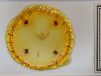 slide view of adult Bryolymnia