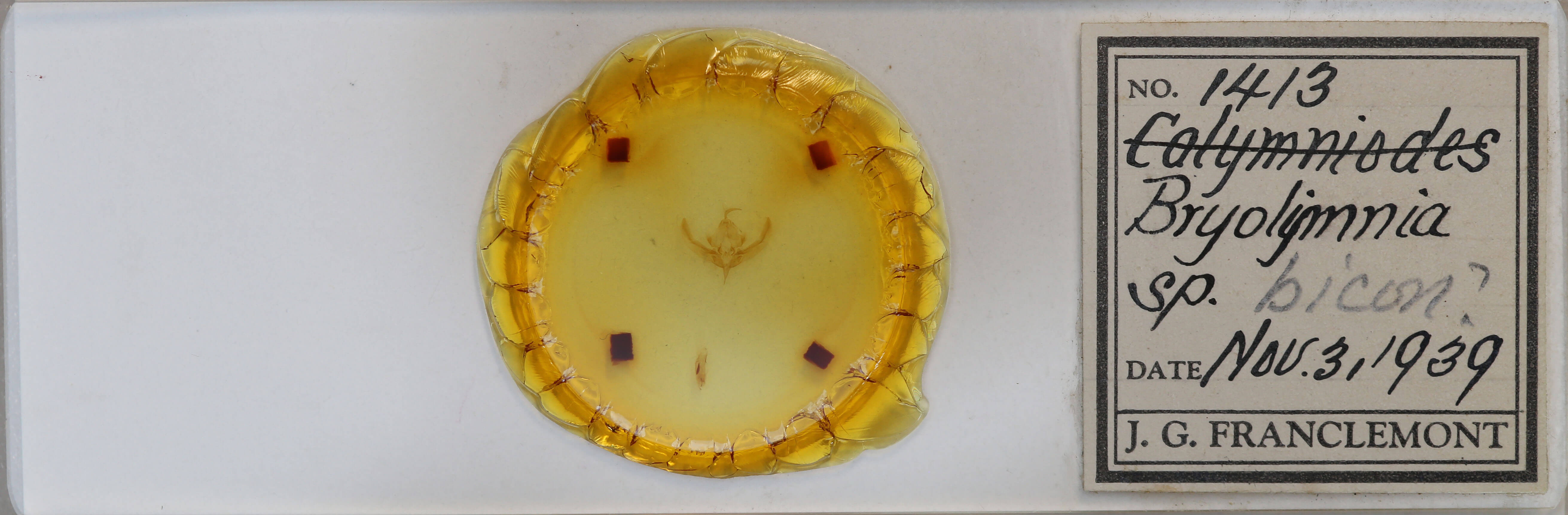 slide view of adult Bryolymnia