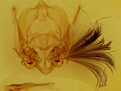 genitalia view of adult Callopistria floridensis