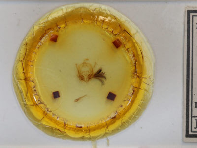 slide view of adult Callopistria floridensis