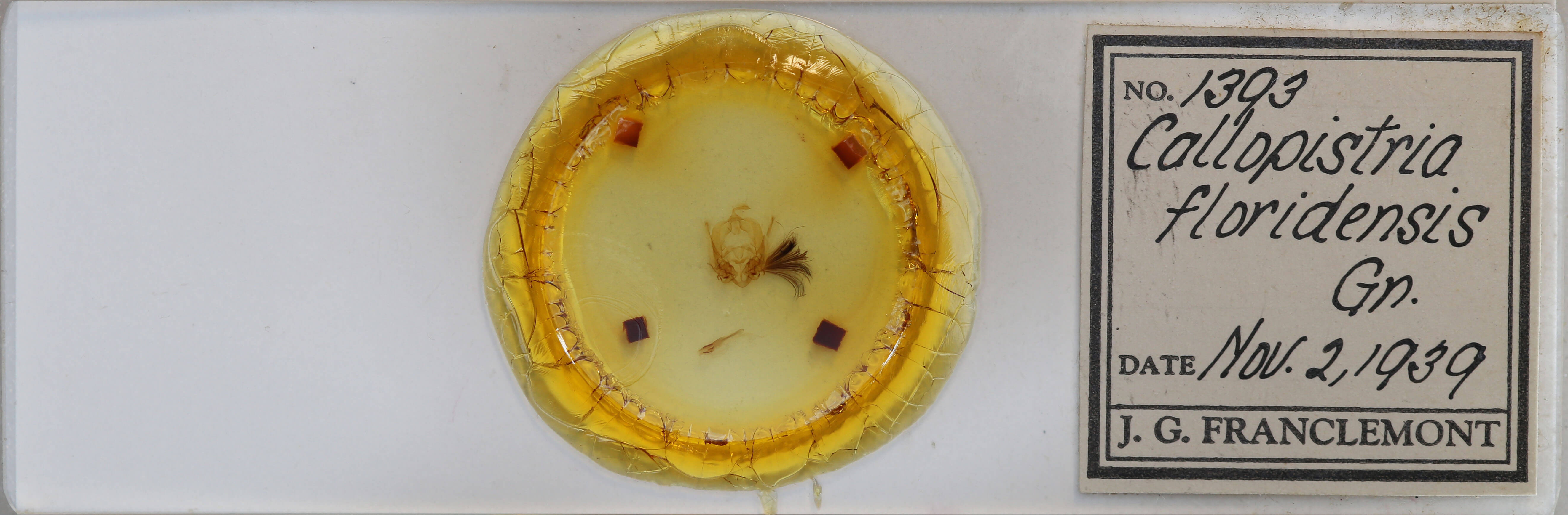 slide view of adult Callopistria floridensis