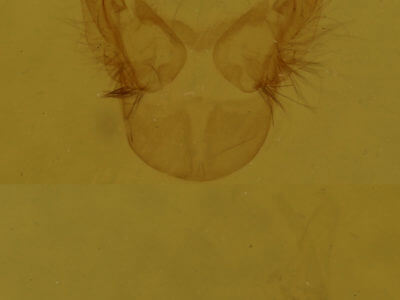 genitalia view of adult Callopistria mollissima