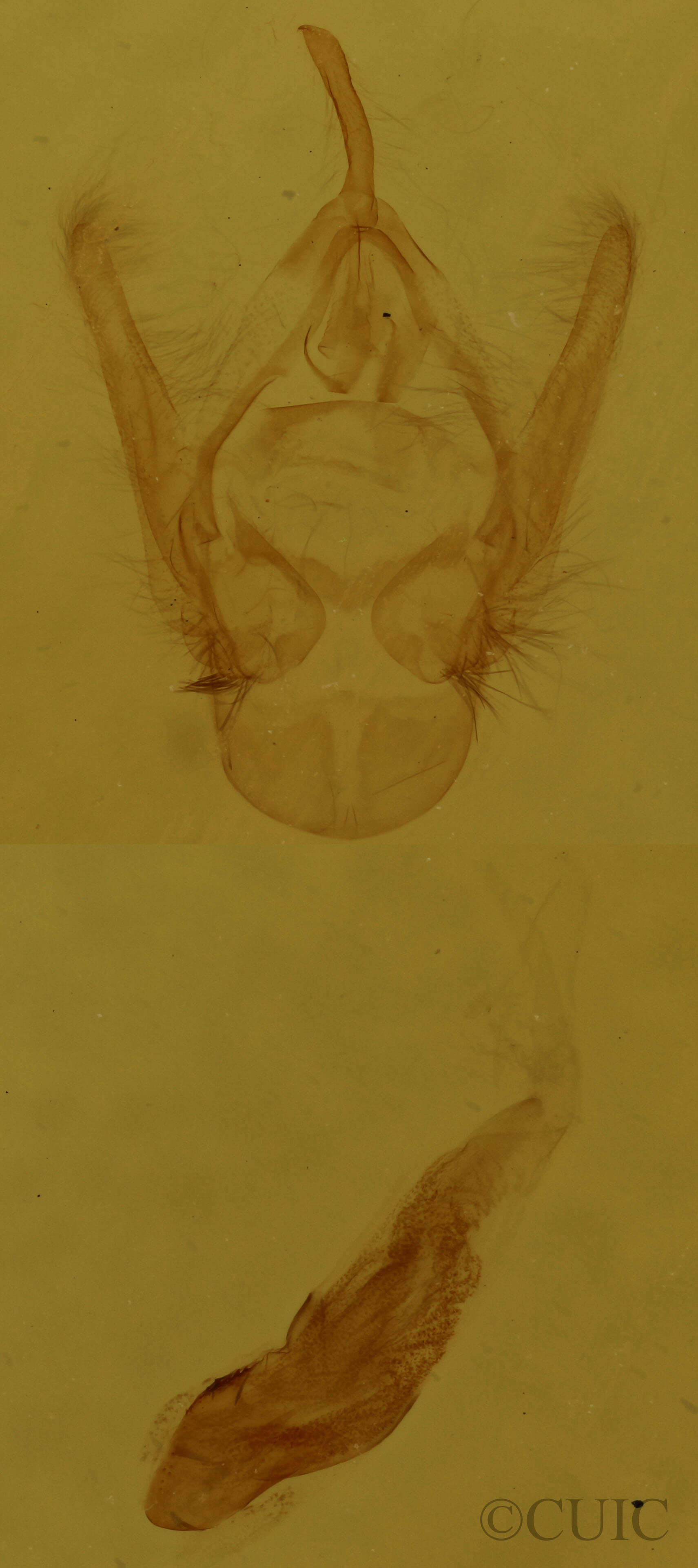 genitalia view of adult Callopistria mollissima