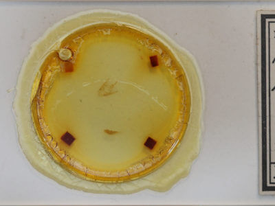 slide view of adult Callopistria mollissima