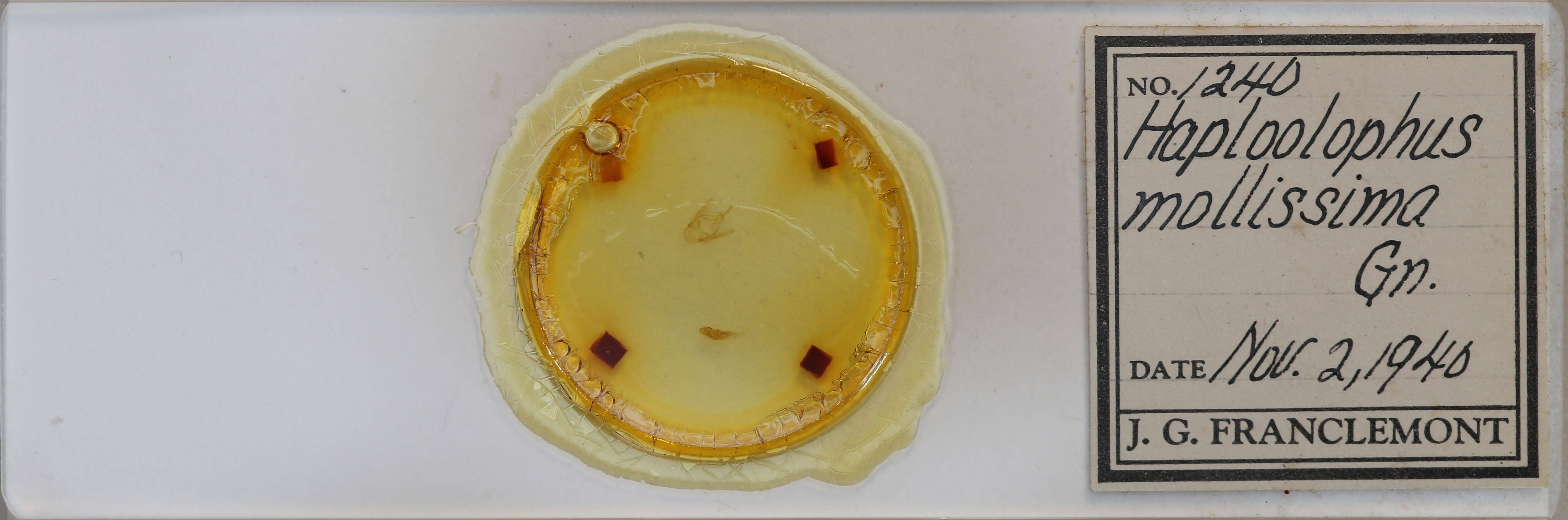 slide view of adult Callopistria mollissima