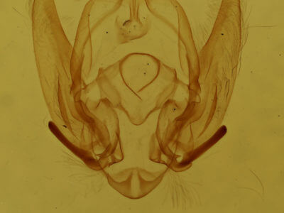 genitalia view of adult Callopistria cordata