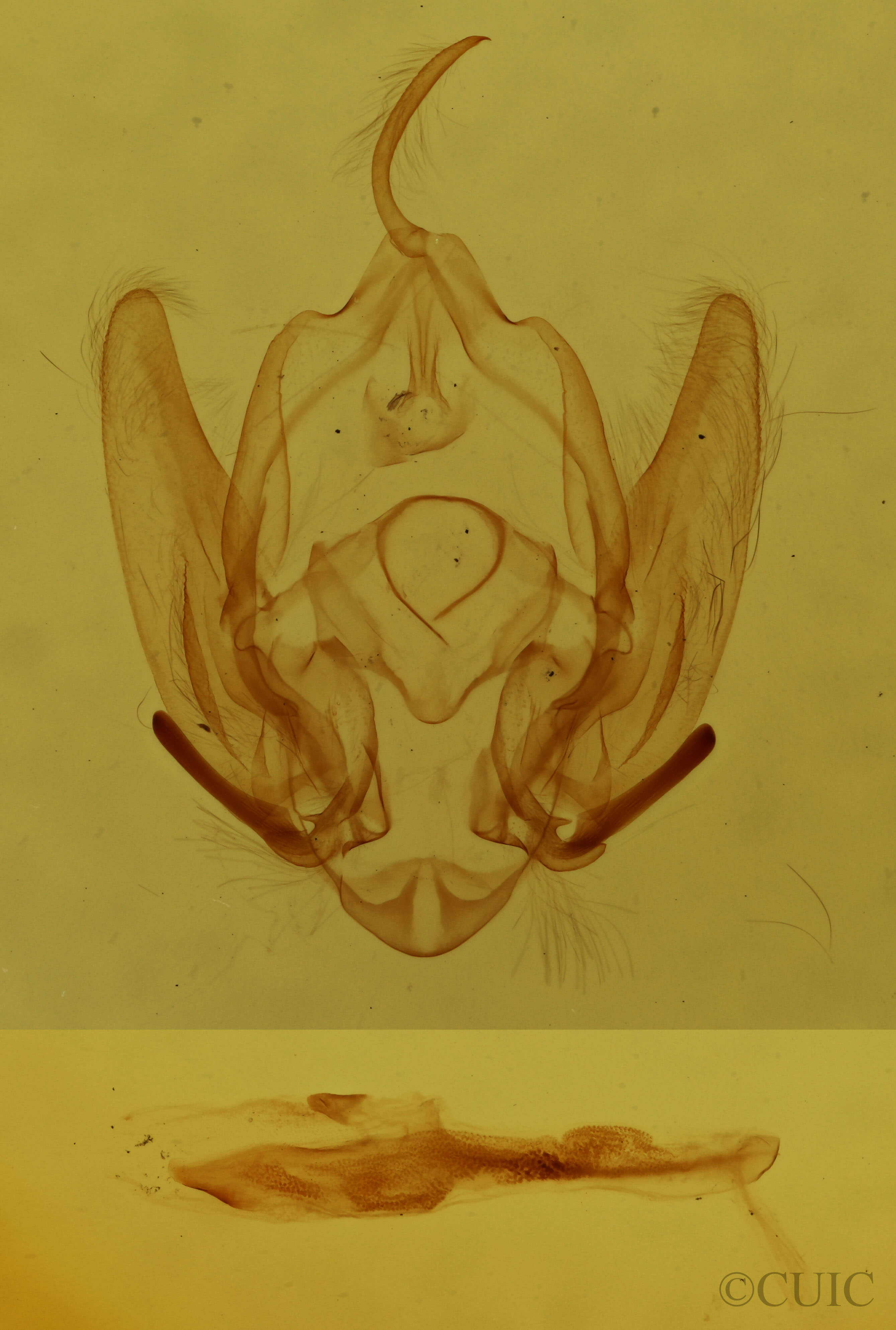 genitalia view of adult Callopistria cordata