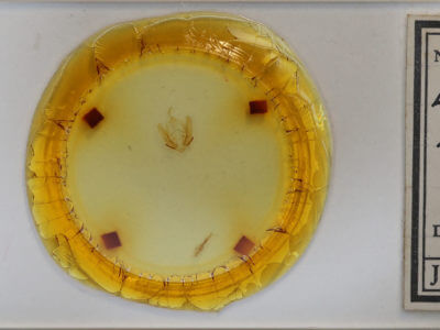 slide view of adult Callopistria cordata