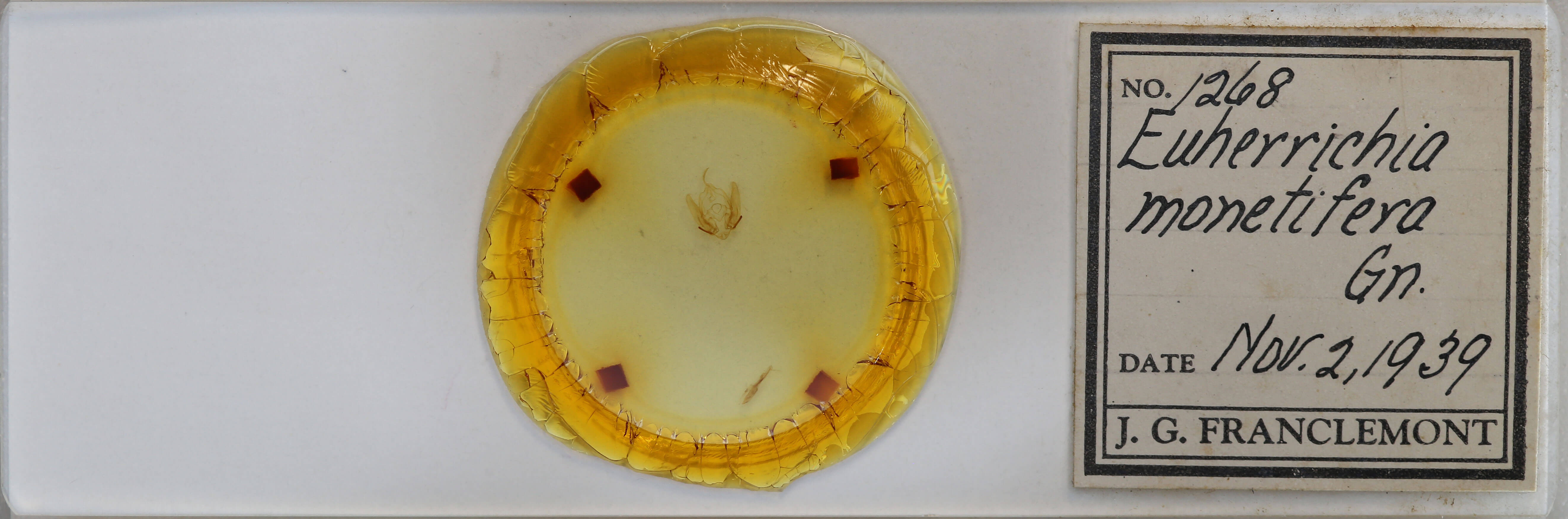 slide view of adult Callopistria cordata
