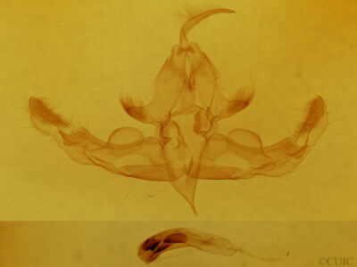 genitalia view of adult Hampsonodes