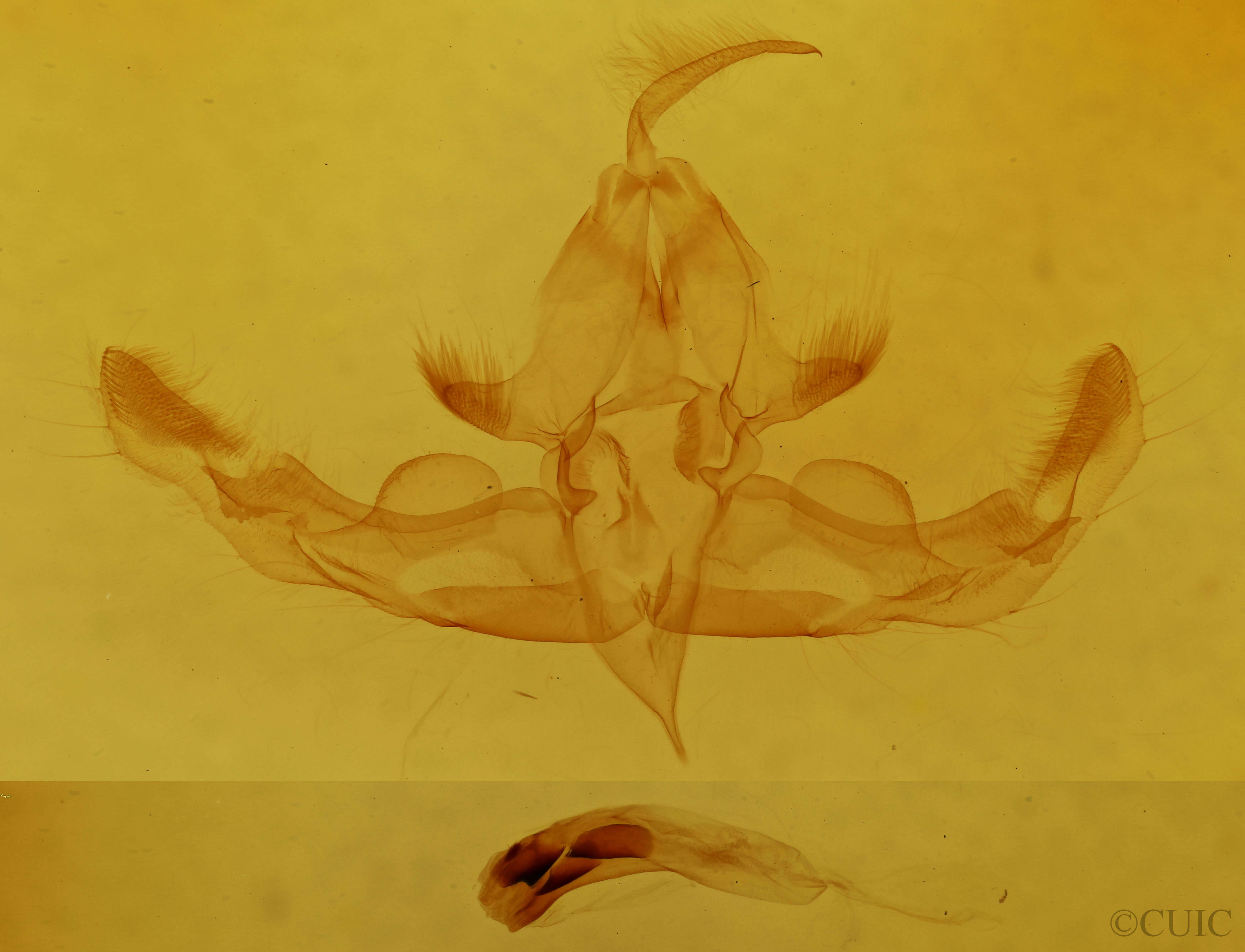 genitalia view of adult Hampsonodes