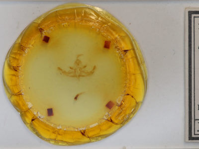 slide view of adult Hampsonodes