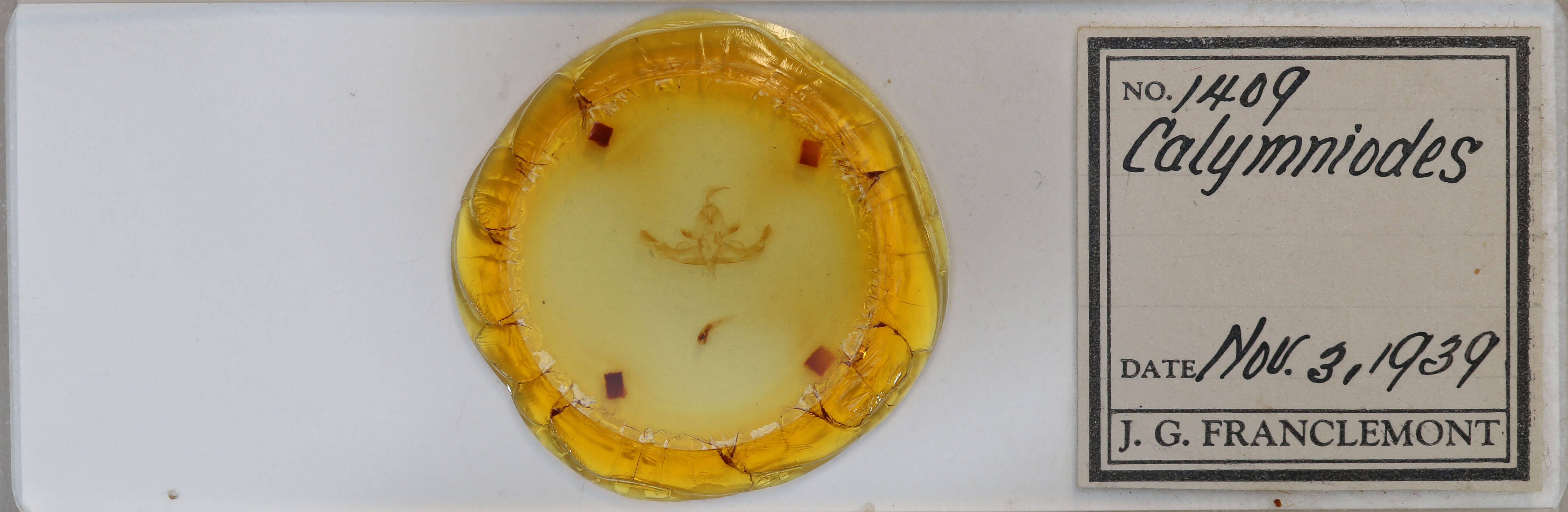 slide view of adult Hampsonodes