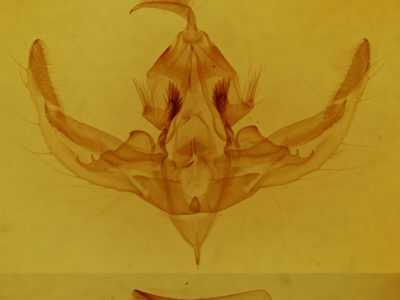 genitalia view of adult Hampsonodes