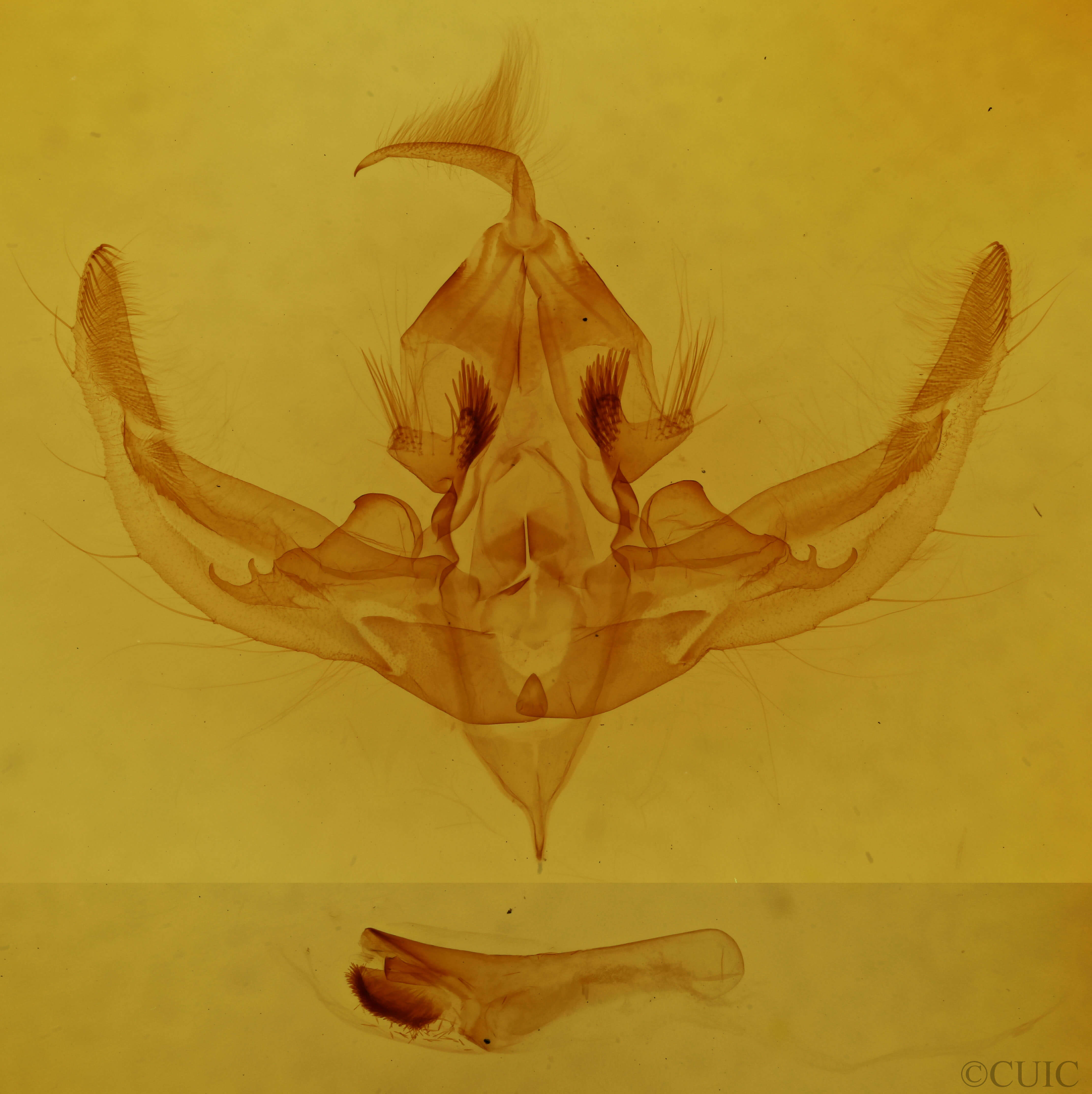 genitalia view of adult Hampsonodes