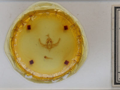 slide view of adult Hampsonodes