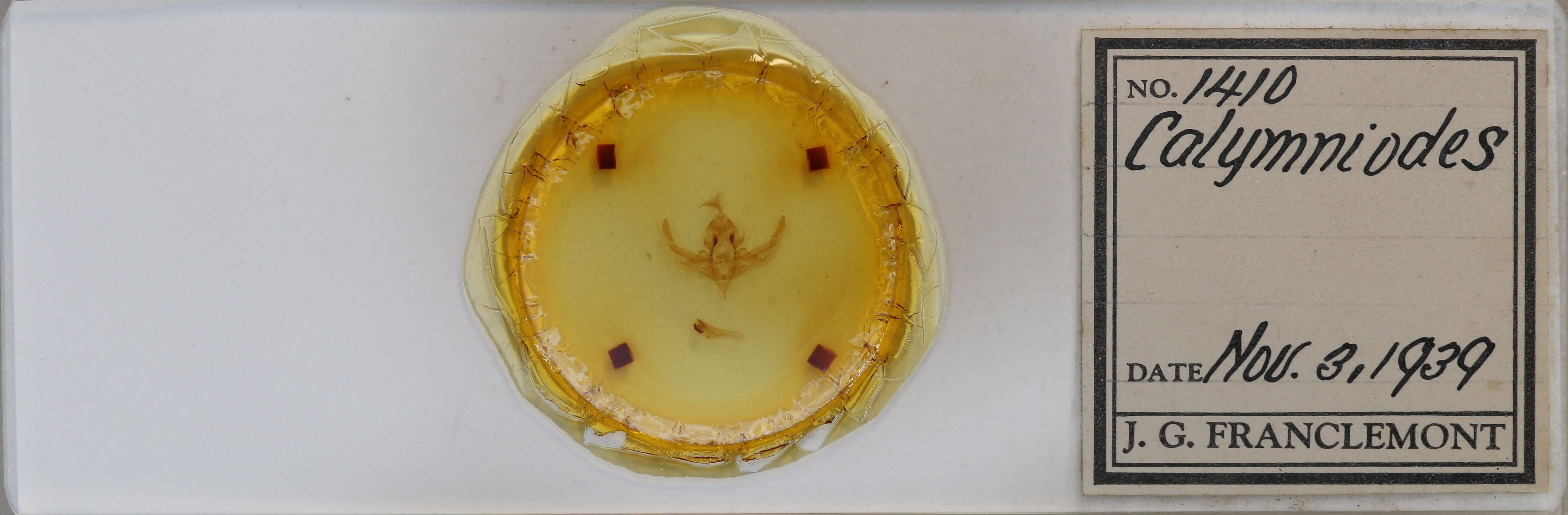 slide view of adult Hampsonodes