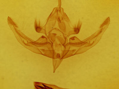 genitalia view of adult Hampsonodes