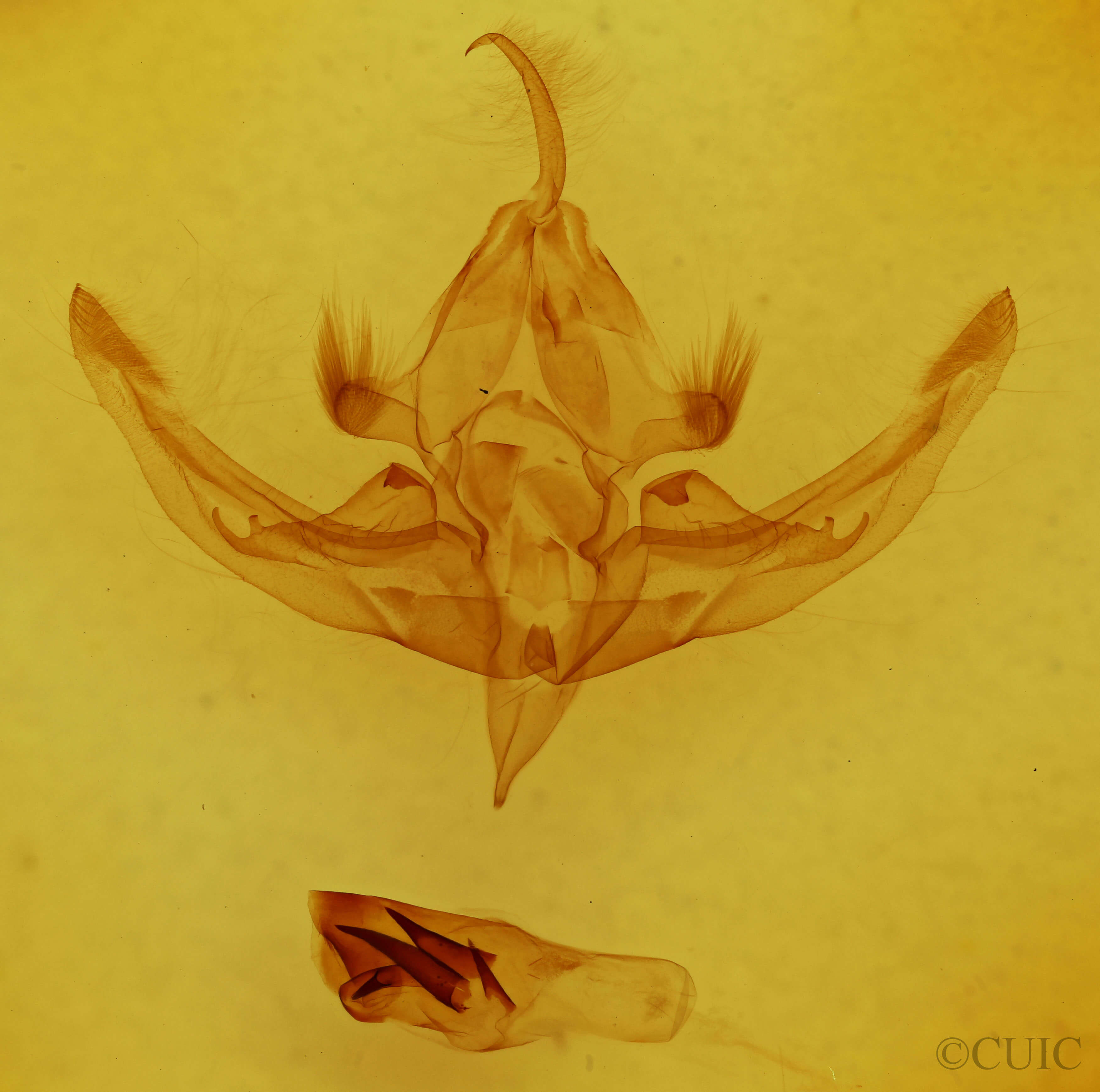 genitalia view of adult Hampsonodes