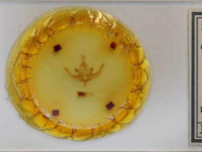 slide view of adult Hampsonodes