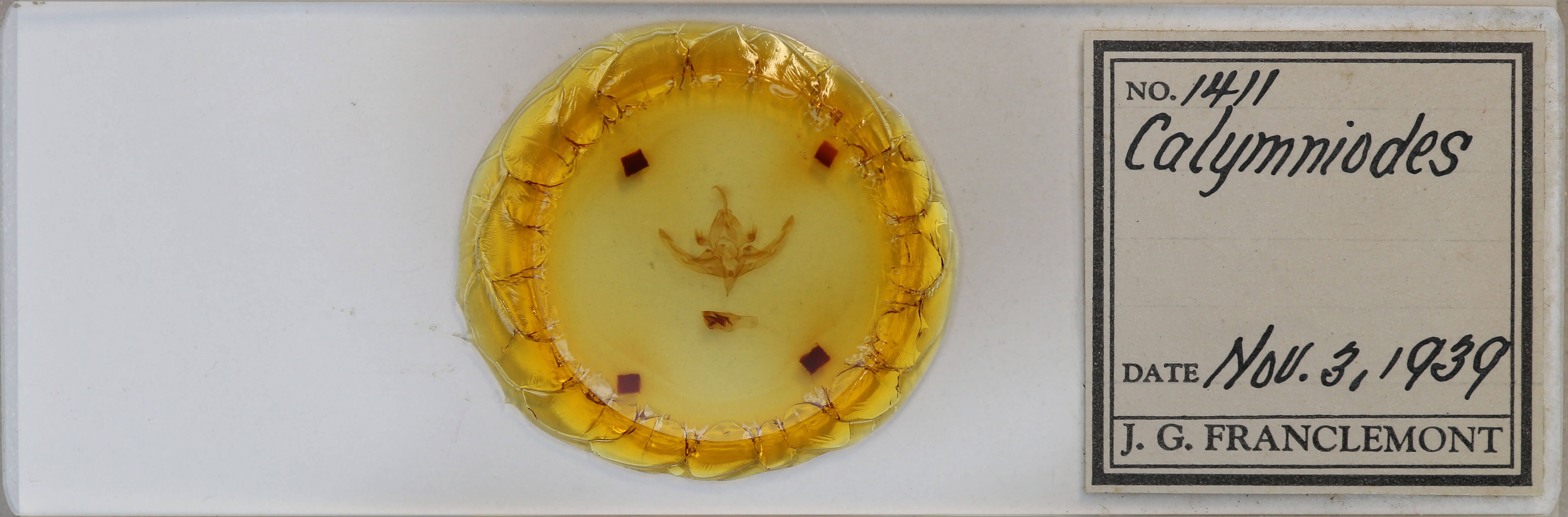 slide view of adult Hampsonodes