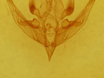 genitalia view of adult Hampsonodes
