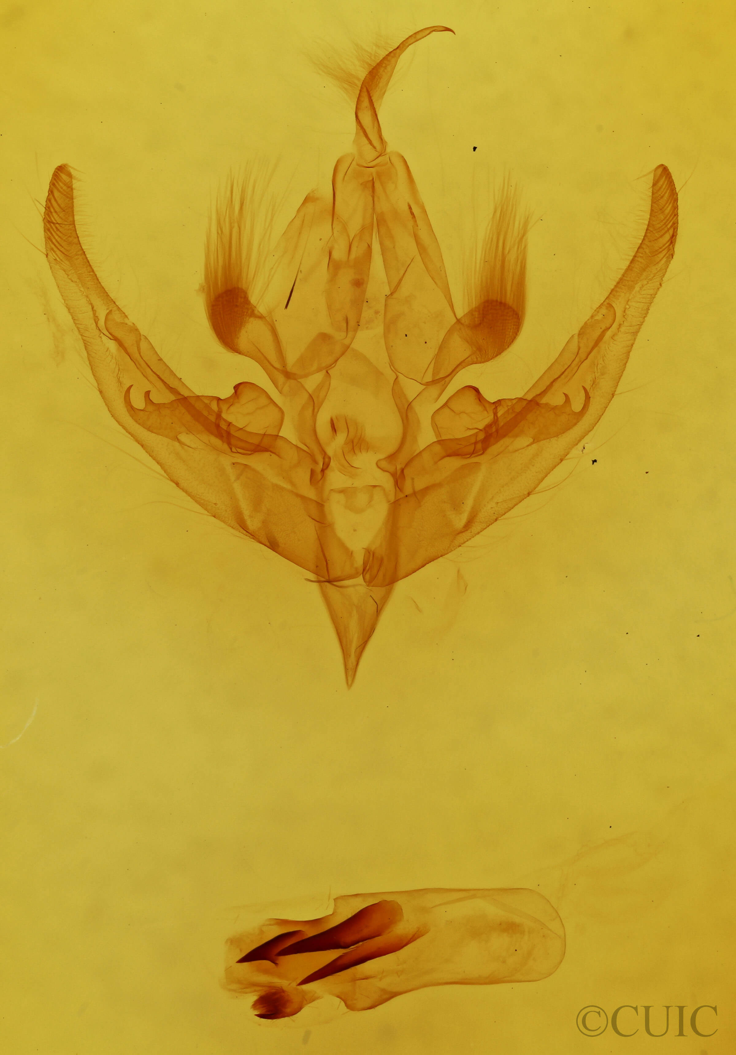 genitalia view of adult Hampsonodes