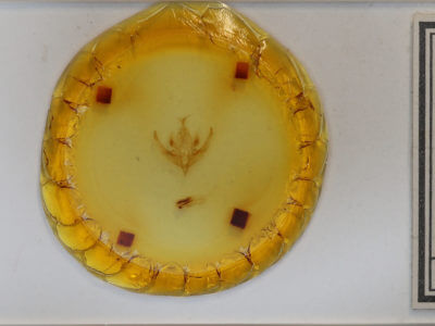 slide view of adult Hampsonodes