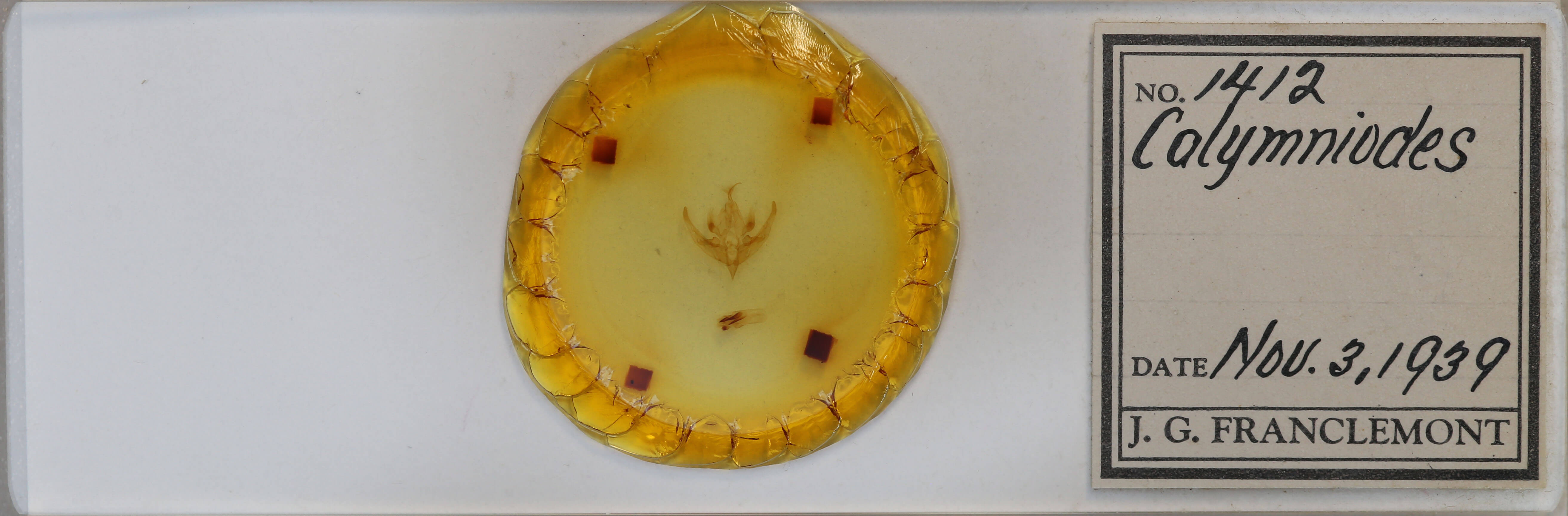 slide view of adult Hampsonodes