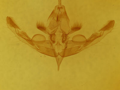 genitalia view of adult Hampsonodes