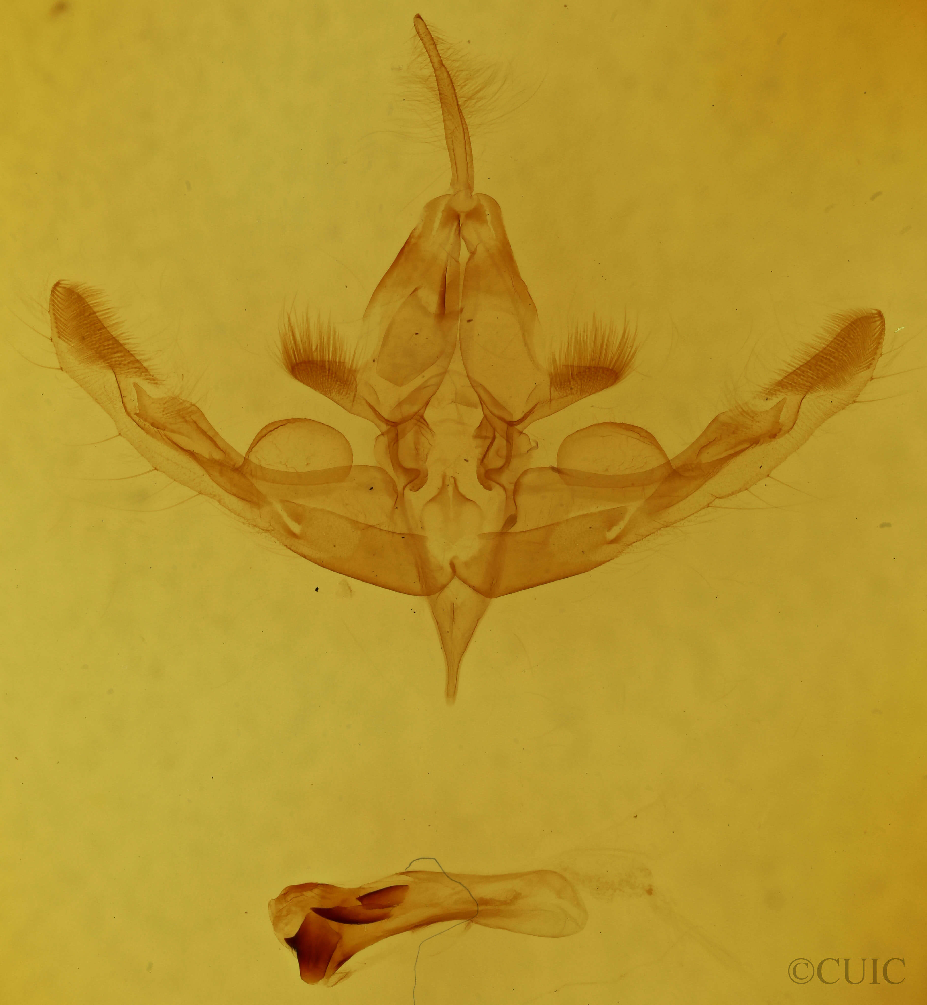 genitalia view of adult Hampsonodes