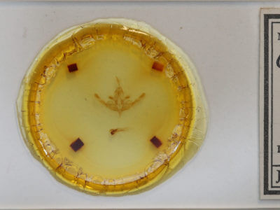 slide view of adult Hampsonodes