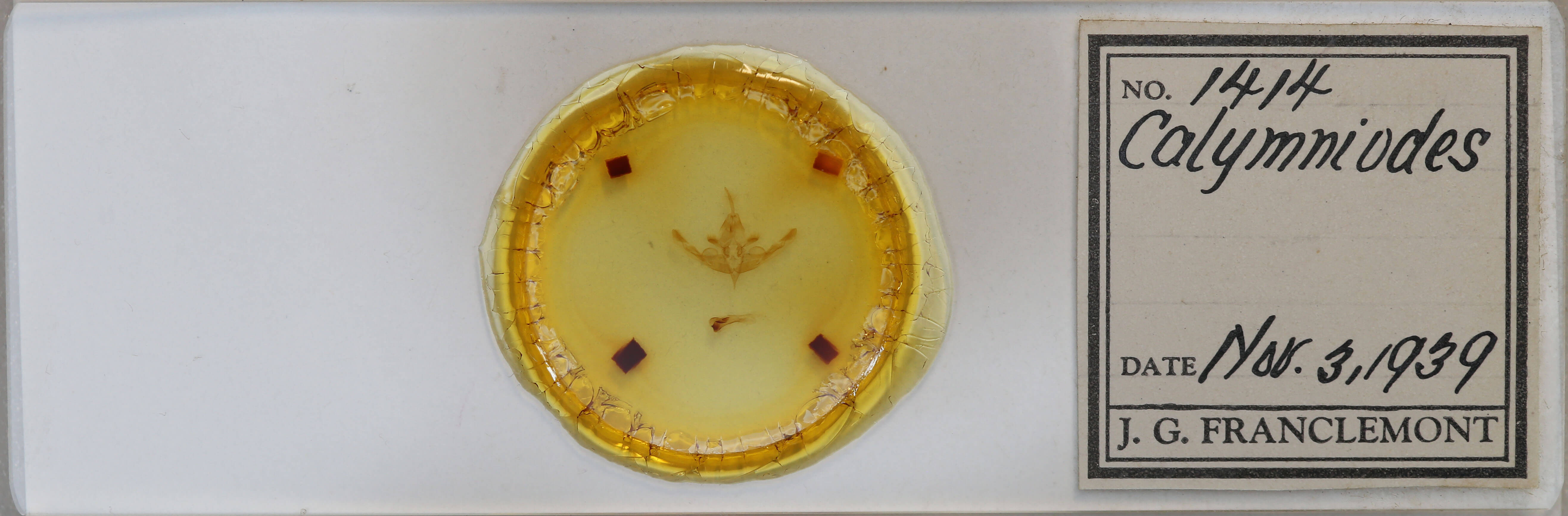 slide view of adult Hampsonodes