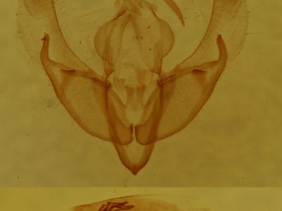 genitalia view of adult Catabena lineolata