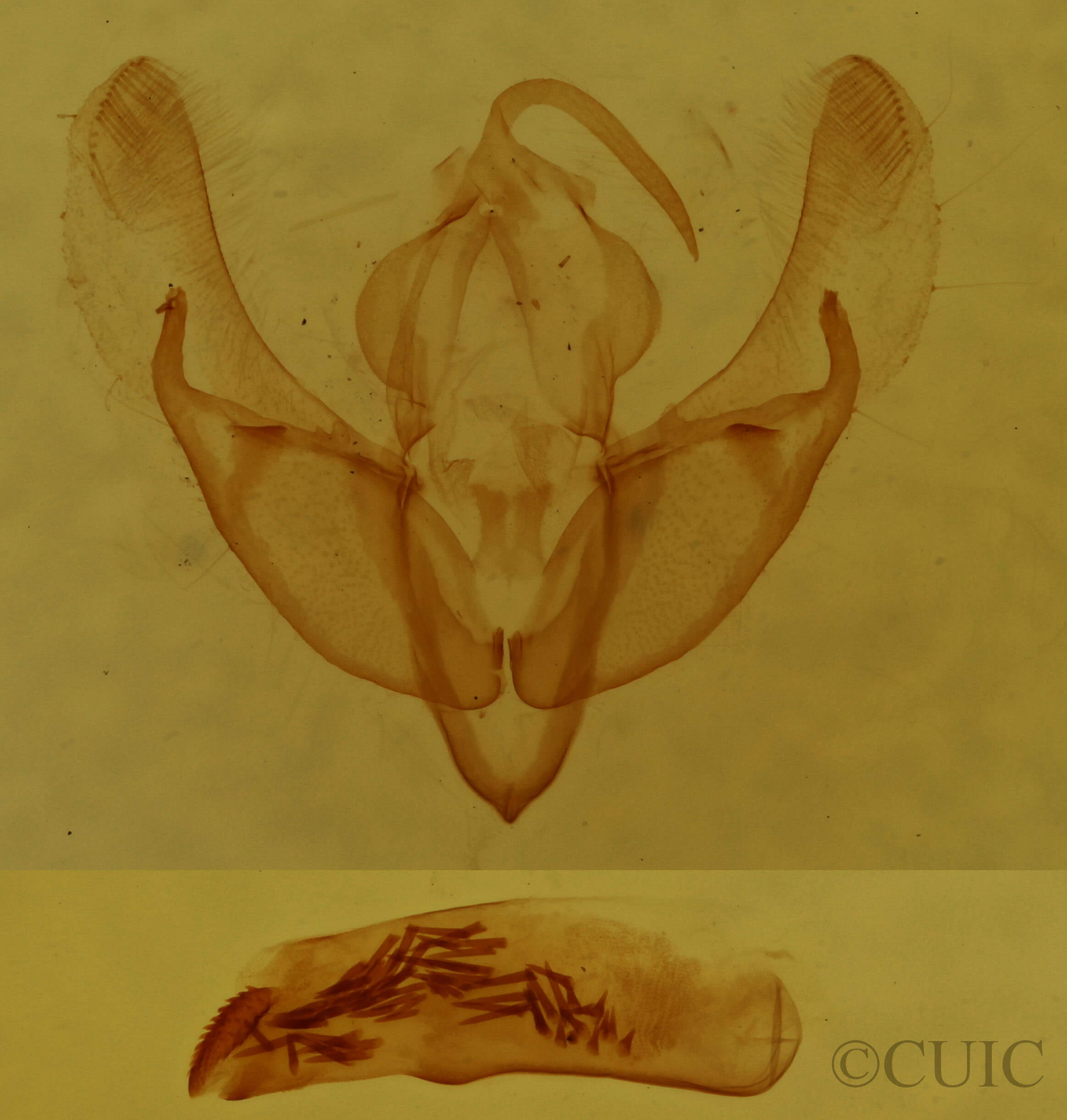 genitalia view of adult Catabena lineolata